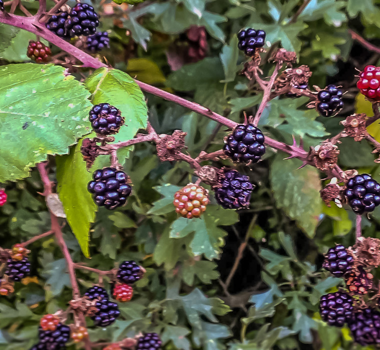 Blackberry Vinegar Dressing - Farrington Oils