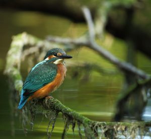 LEAF Kingfisher