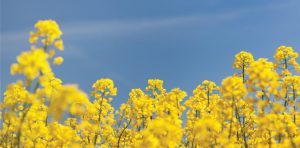 Banner 6 rapefieldy and blue skies