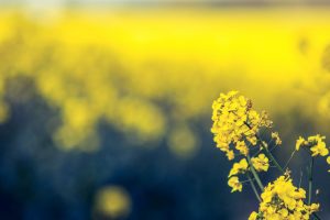 Rapeseed plant banner