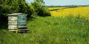Rapeseed oil bee hive next to field