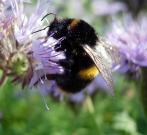 LEAF Bumble Bee