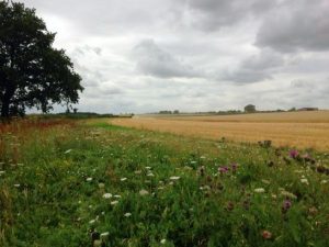 Wild Flower Margin