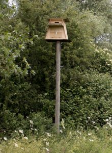 owl box 1