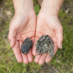 owl box pellets 1