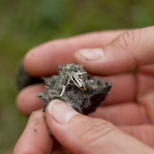 owl box pellets 2