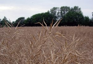 what is rapeseed oil seed pods