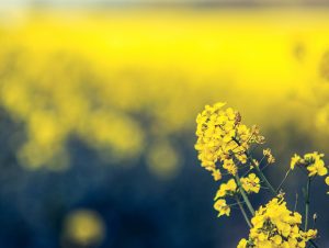 what is rapeseed oil banner