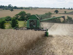 what is rapeseed oil harvest