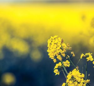 what is rapeseed oil thumbnail