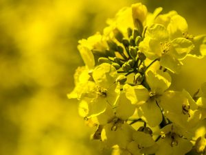 British rapeseed oil banner