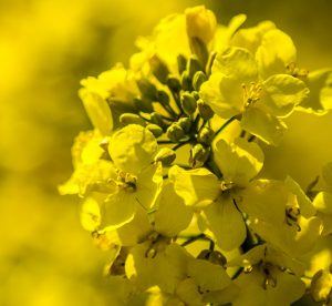 British rapeseed oil thumbnail
