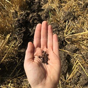 #farm24 cover crop