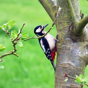 bird in tree