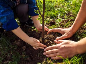 why we plant trees banner