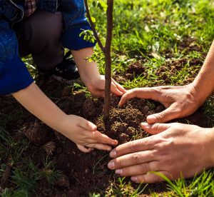 why plant trees thumbnail