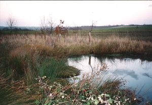 tree saplings