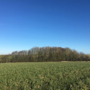 spinney trees
