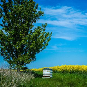 tree and beehive