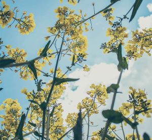 carbon neutral featured
