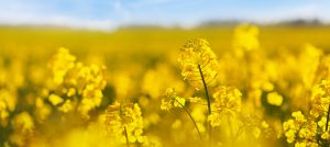Yellow Fields