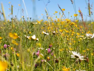 wildflowers banner