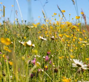 wildflowers featured
