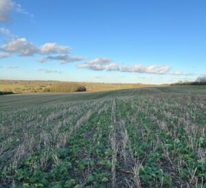 Mellow Yellow celebrates World Soil Day