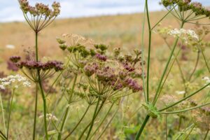 wildflowers on the farm at Mellow Yellow