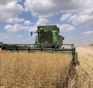 Mellow Yellow harvest 2025