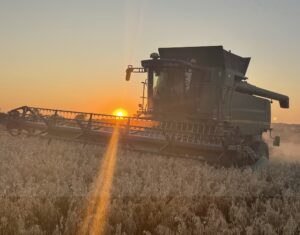 Mellow Yellow Harvest 2025