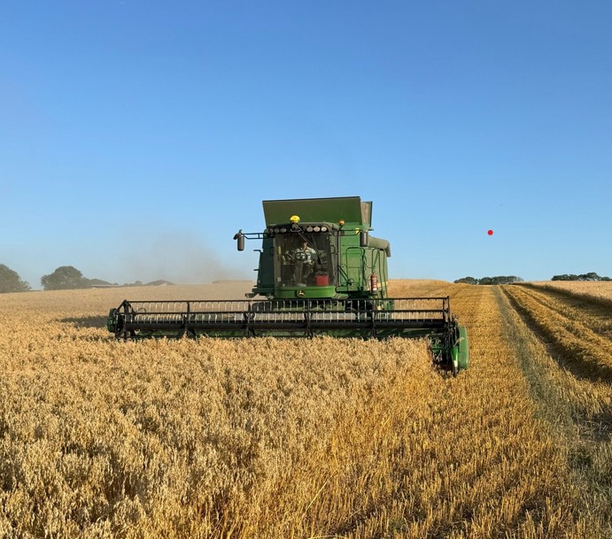 Mellow Yellow harvest 2025