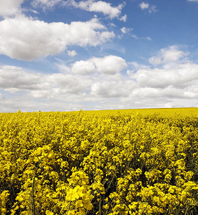 what is rapeseed oil field