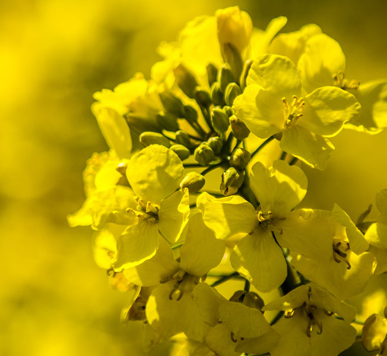 British Rapeseed Oil - What is it? - Farrington Oils