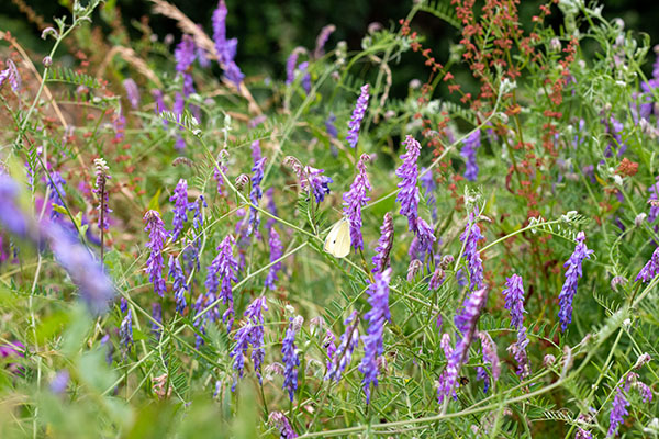 tufted vetch with butterfly