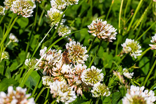 white clover with bee